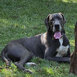 Legacy - Great Dane