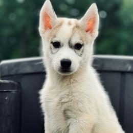 Nova - Gray and white male Siberian Husky puppy in Virginia from WJKennels
