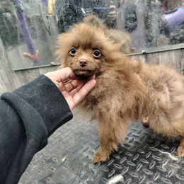 Cheese - Chocolate female Pomeranian puppy in Andrews, South Carolina from Purple Diamonds Kennel