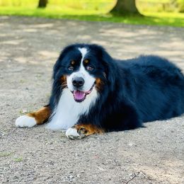 Bernese Mountain Dog puppies from Royal Bernese Mountain Dogs LLC