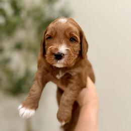 Bear boy - Red  male Goldendoodle puppy in Rio Linda, California from Plush Doodles