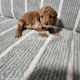 Red collar Penny - Apricot female Goldendoodle puppy in Fairmount, Indiana from Capens' Doodles,Poodles and Poo's