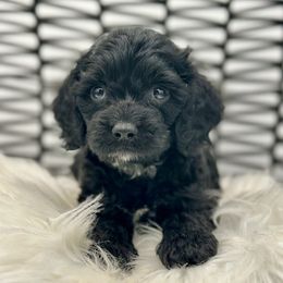 Fig - Black male Cockapoo puppy in Palm Beach County, Florida from Benji’s Cockapoos