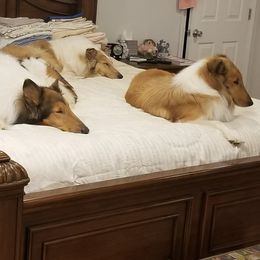 Collies from Manor House Collies