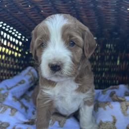 Purple collar - Red female Bernedoodle puppy in Cody, Wyoming from Yellowstone Breeders