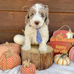Bracken - Orange Collar - Merle male Bernedoodle puppy in Buena Vista, Colorado from Mountain Poppy Bernedoodles