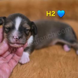H2 - Cream male Dachshund puppy in Jacksonville, Texas from ArmnalegRanch LLC
