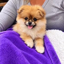 Jessie - Orange sable female Pomeranian puppy in Mc Henry, Illinois from Pomeranians