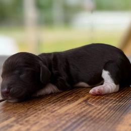 Nader - Boy 3 - Piebald male Dachshund puppy in London, Kentucky from Steele Half Acre Homestead