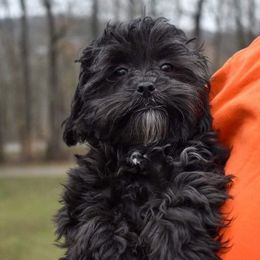 Shihpoos and Shih Tzus from Gemini Kennels