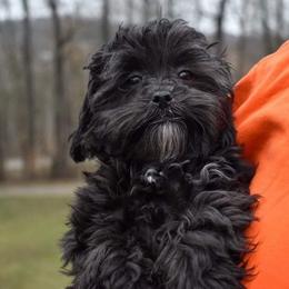 Shihpoos and Shih Tzus from Gemini Kennels