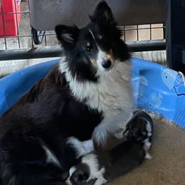 Kora - Shetland Sheepdog