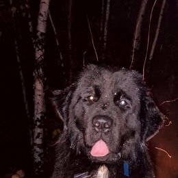 Newfoundland Puppies from Tonka Bay Newfoundlands