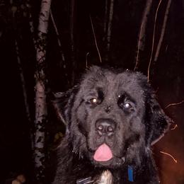 Newfoundland Puppies from Tonka Bay Newfoundlands