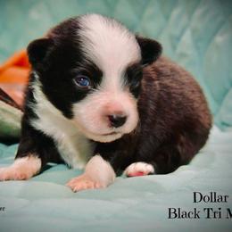 Dollar - Black tri-color male Australian Shepherd puppy in Ranger, Texas from Outback Mini Aussies