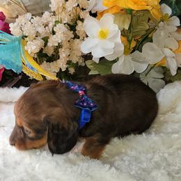 Dachshund Puppies from CLARK'S BREEDING PROGRAM