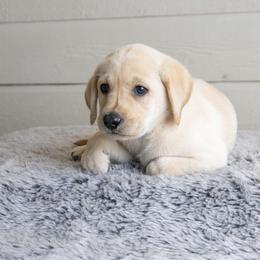 Girl 7 - Yellow female Labrador Retriever puppy in Minden, Nevada from Candyview Labradors
