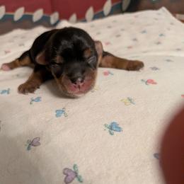 Paige - Black and tan female Yorkshire Terrier puppy in Gatesville, Texas from KontryKritterz Yorkies