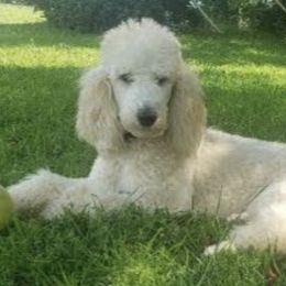 Labradoodles from Mountain Trail Doodles