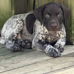 Green - Liver and white male German Shorthaired Pointer puppy in Whitelaw, Wisconsin from French Creek GSPs