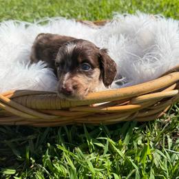 Bentley - Dapple male Dachshund puppy in New Albany, Mississippi from Double A. Doxies