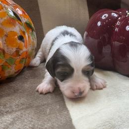 Male blue and tan pie bald longhair - Piebald male Dachshund puppy in Andalusia, Alabama from Sweet Home Alabama Dachshunds