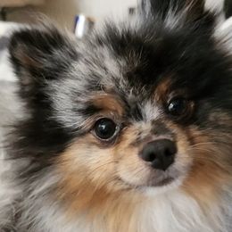 Pomeranians from Star Kid Poms