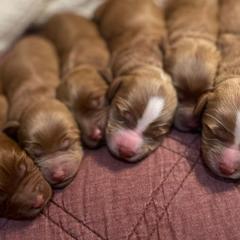 Australian Labradoodles from Davis Family Farms Australian Labradoodles