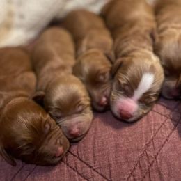Australian Labradoodles from Davis Family Farms Australian Labradoodles