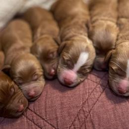 Australian Labradoodles from Davis Family Farms Australian Labradoodles