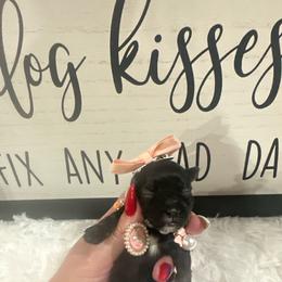 Bella - Tri-color female Yorkipoo puppy in Apple Valley, California from Boujeepups