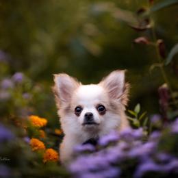 Chihuahua Puppies from DiLusso Chihuahuas