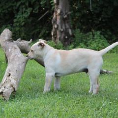 Carolina Dog Puppies from Williams Sweet Carolina