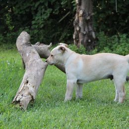 Carolina Dog Puppies from Williams Sweet Carolina