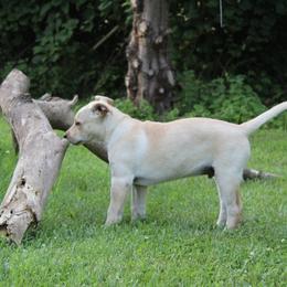 Carolina Dog Puppies from Williams Sweet Carolina