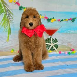 Gracie's Red Boy - Red  male Goldendoodle puppy in Kountze, Texas from Texas Doodles LLC