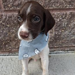 Boy 4 - Liver and white male German Shorthaired Pointer puppy in Potosi, Wisconsin from Point and Flush Gun Dogs