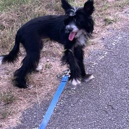 Run away girl - Chinese Crested