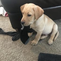 Labrador Retriever Puppies from Sycamore Kennels