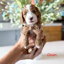 Orion - Red  male Goldendoodle puppy in Farmington, Utah from Happy Day Doodles