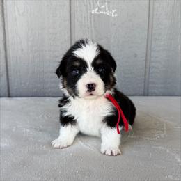 Boy 1 - Red male Pembroke Welsh Corgi puppy in Mc Cammon, Idaho from Sunny J Corgis and Mini Americans