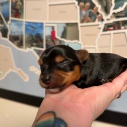 A - Black and tan male Yorkshire Terrier puppy in Boone, North Carolina from Coffeycup Yorkies