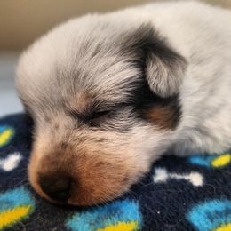Australian Cattle Dog Puppies from Shada