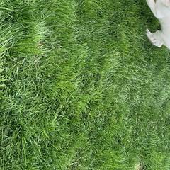 Belgian Malinois and German Shepherd Puppies from Fauna Kennel