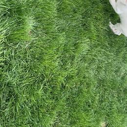 Belgian Malinois and German Shepherd Puppies from Fauna Kennel