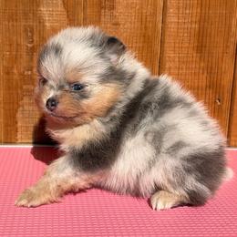 Mike - Blue merle and tan tri male Pomeranian puppy in Coleman, Oklahoma from Pretty Poms