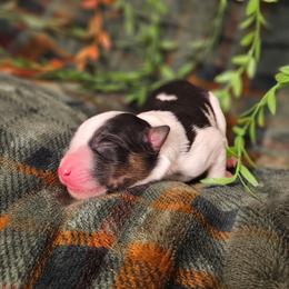 Sage - Tri-color female Border Collie puppy in Dewey, Arizona from Fásach Stockdogs