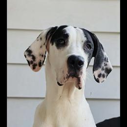 Julep - Black and white female Great Dane puppy in Gonzales, Louisiana from Anstatt House Of Danes