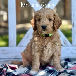 Mr Lime Green - Apricot male Goldendoodle puppy in South Jordan, Utah from JD Goldendoodles