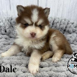 Dale - Red and white male Pomsky puppy in Eastman, Georgia from Once Upon A Pomsky